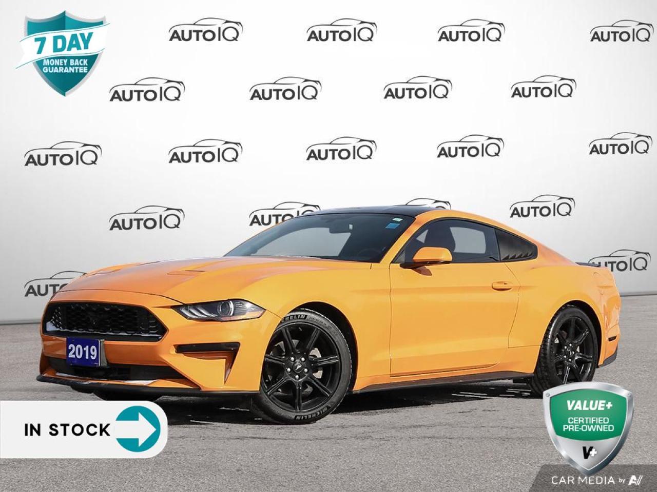 Used 2019 Ford Mustang EcoBoost BLACK ACCENT PKG | FRONT BUCKET SEATS for sale in St Catharines, ON