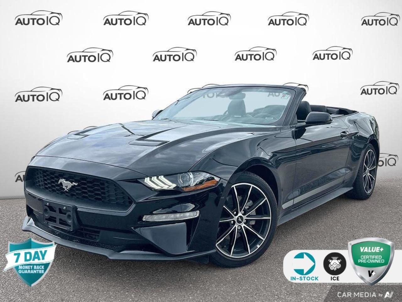 Used 2022 Ford Mustang EcoBoost Premium for sale in Oakville, ON