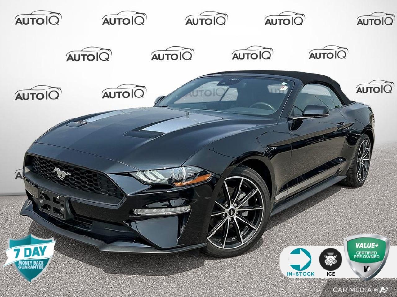 Used 2022 Ford Mustang EcoBoost Premium for sale in Oakville, ON