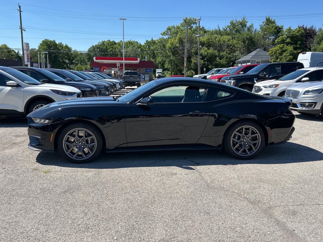 2024 Ford Mustang EcoBoost  - Local - One owner Photo