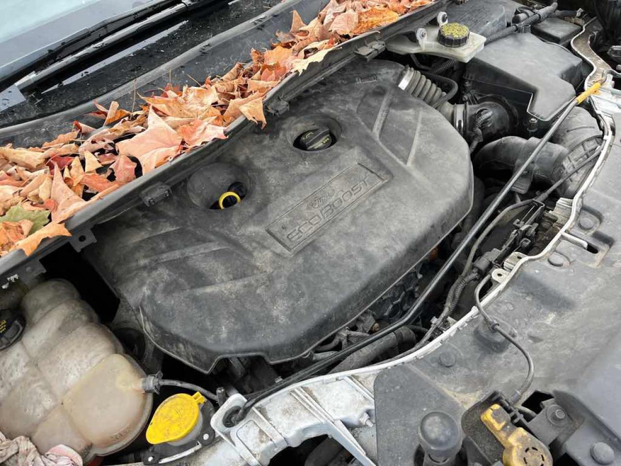 2015 Ford Escape SE - Photo #7