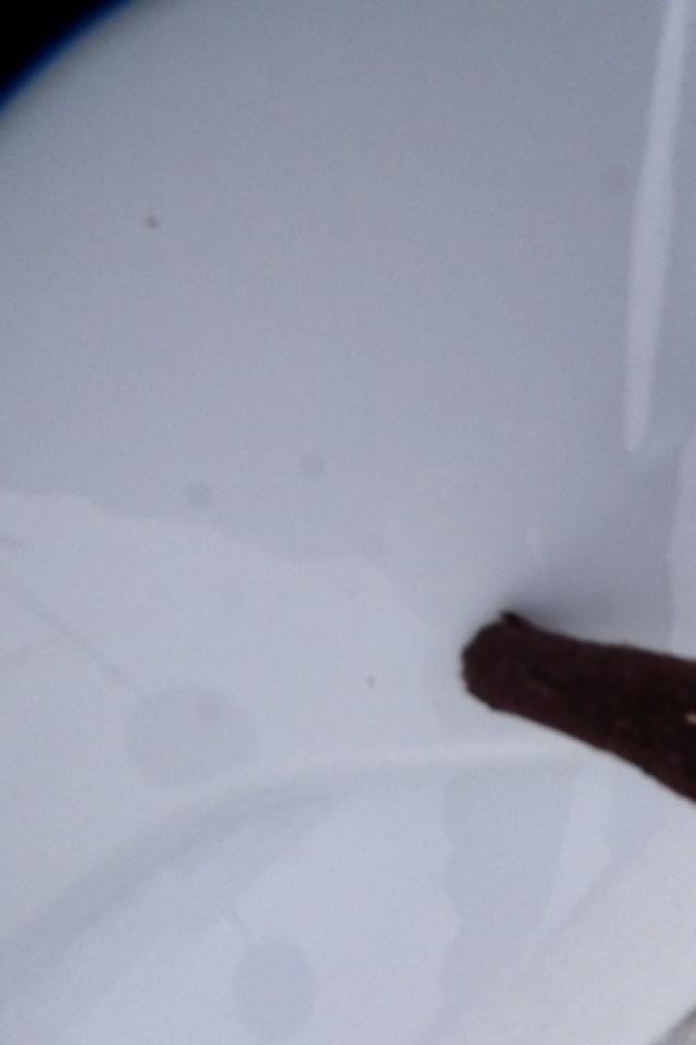 2025 Ford F-150 XLT w/htd cloth, NAV, BUC - Photo #24