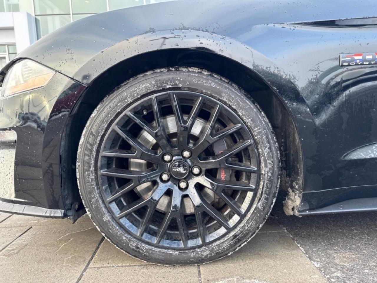 2019 Ford Mustang GT Fastback  - Low Mileage Photo