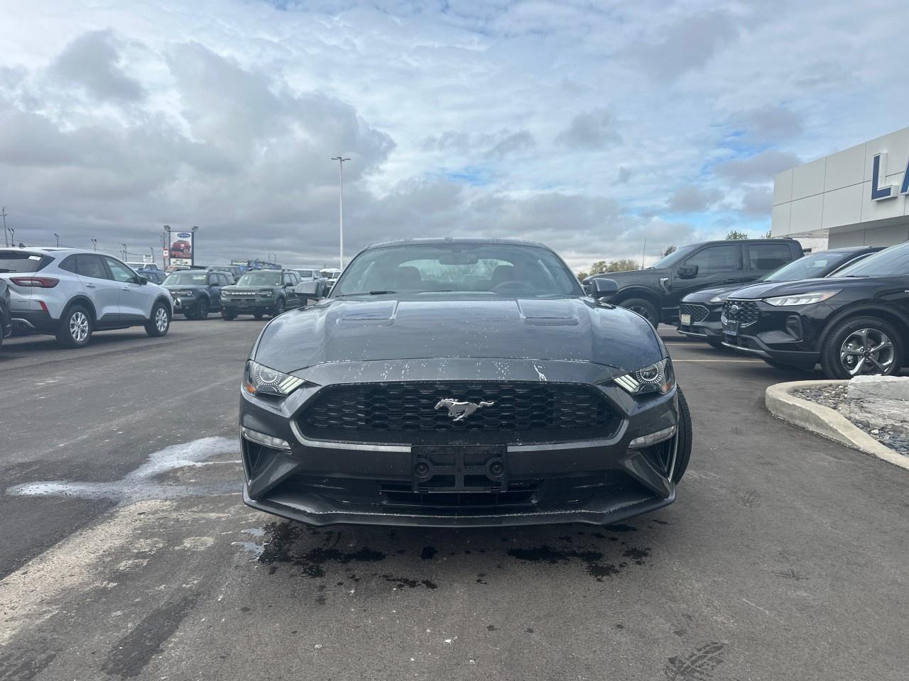 2020 Ford Mustang EcoBoost Fastback Photo