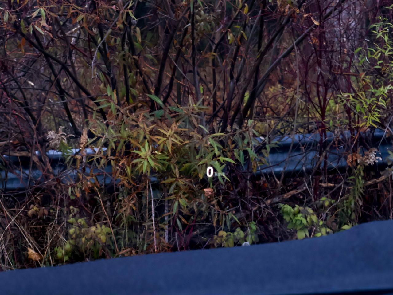 2016 BMW M4 2DR CPE Photo