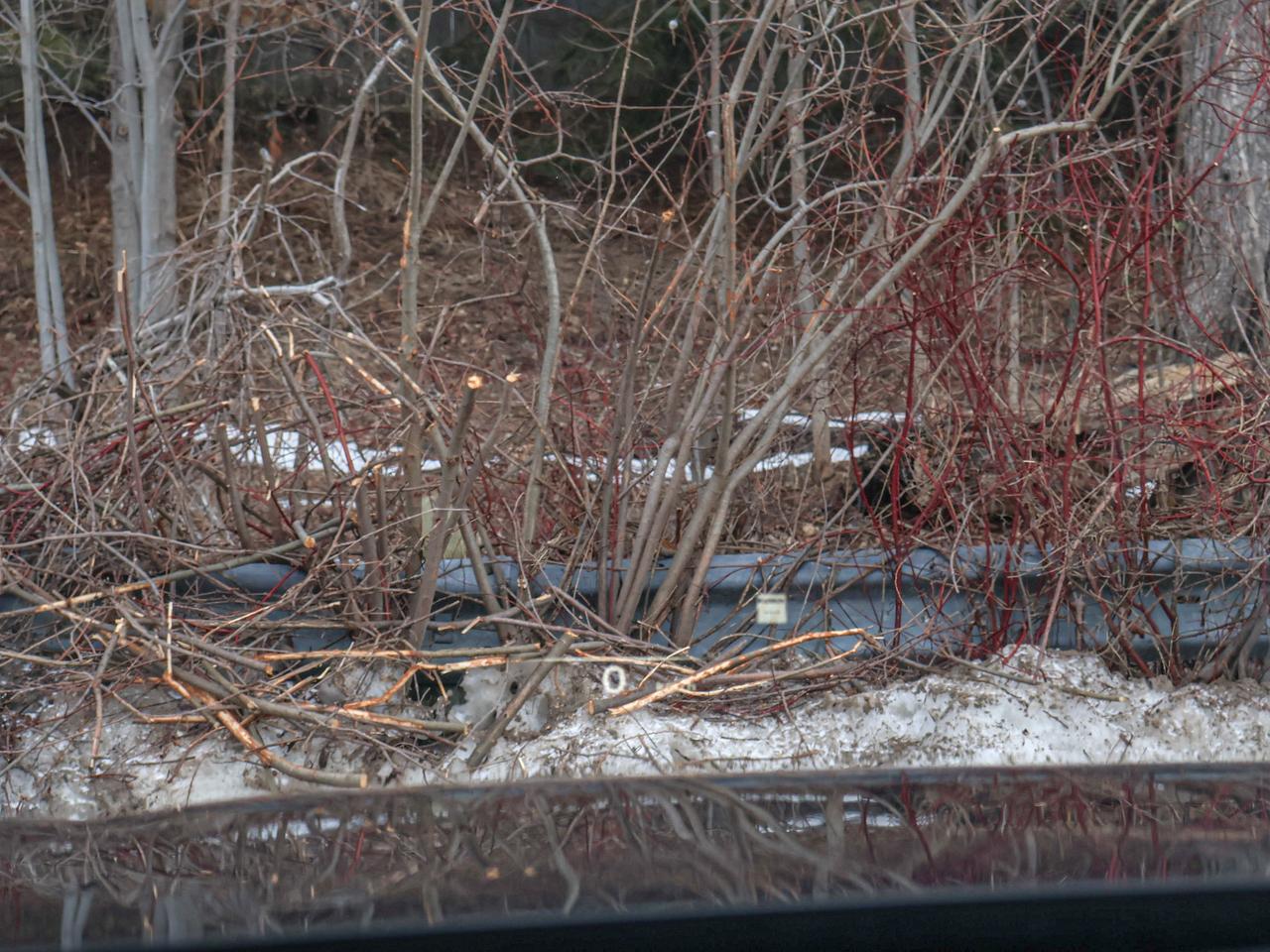 2025 Hyundai PALISADE Ultimate Calligraphy Night Photo