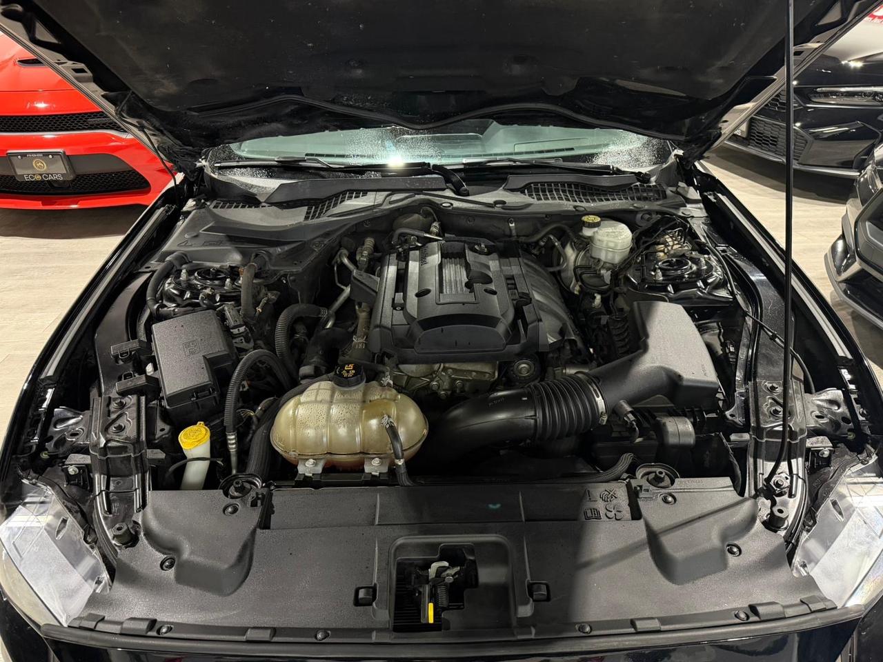 2019 Ford Mustang EB Fastback||Clean Carfax Photo