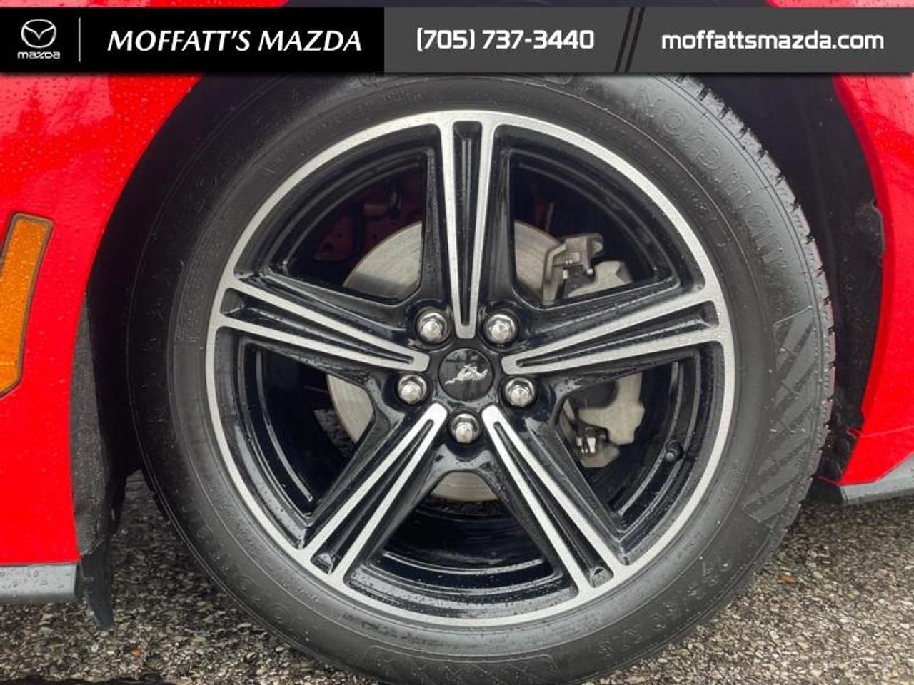 2025 Ford Mustang EcoBoost Photo