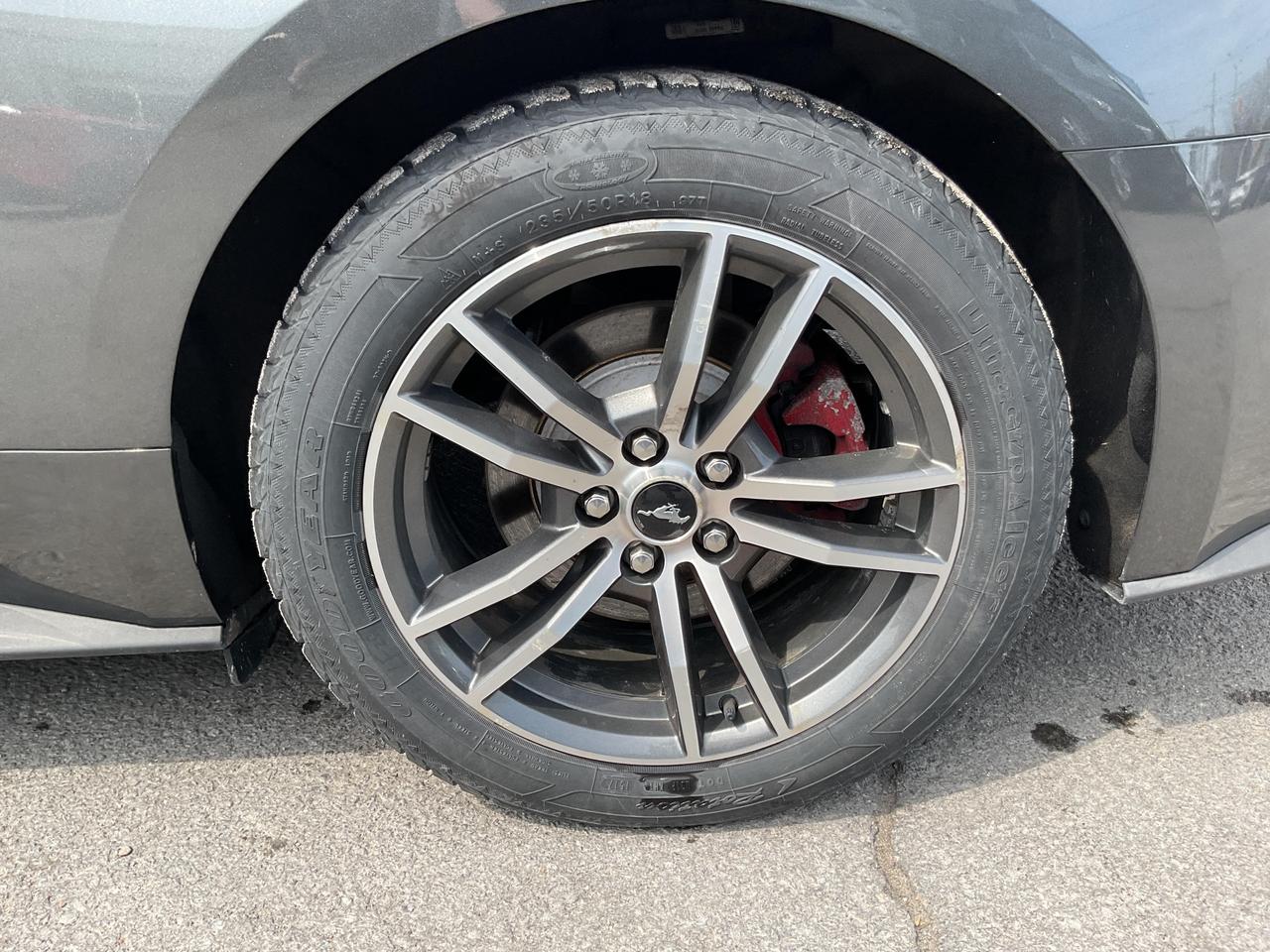 2019 Ford Mustang  Photo