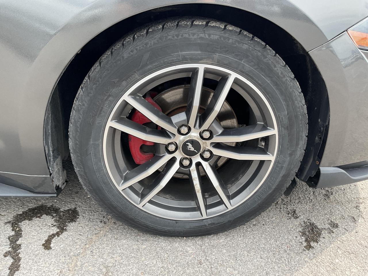 2019 Ford Mustang  Photo