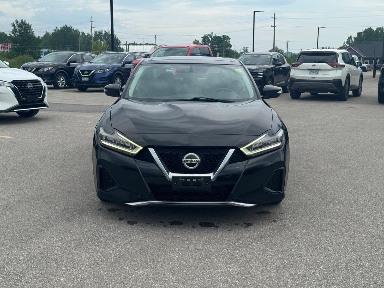 2019 Nissan Maxima  Photo