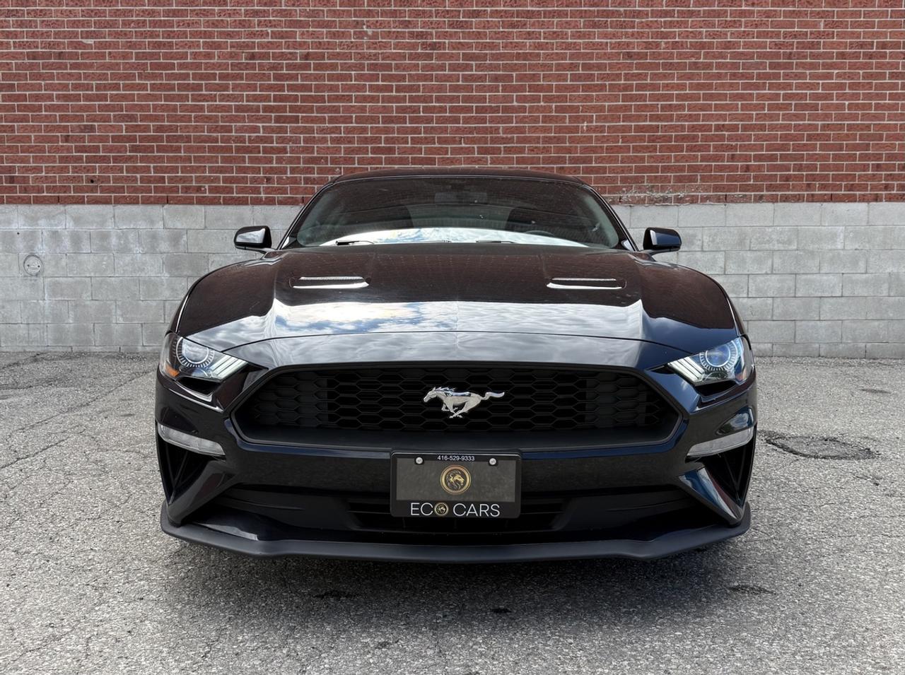 2019 Ford Mustang EB Fastback|Upgrade Wheels & Tires|Clean Carfax Photo