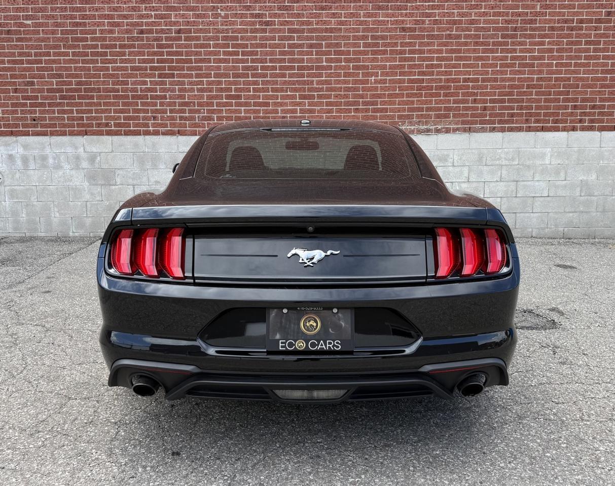 2019 Ford Mustang EB Fastback|Upgrade Wheels & Tires|Clean Carfax Photo