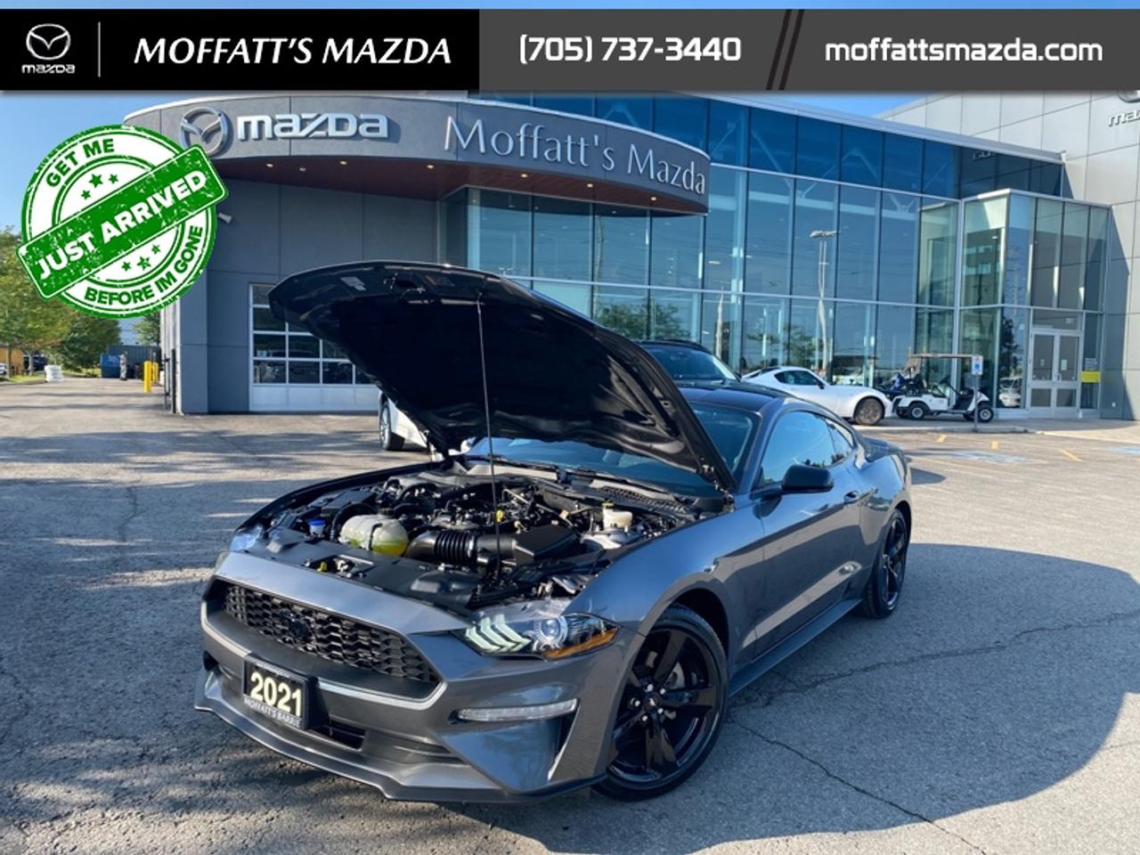 2021 Ford Mustang EcoBoost Photo