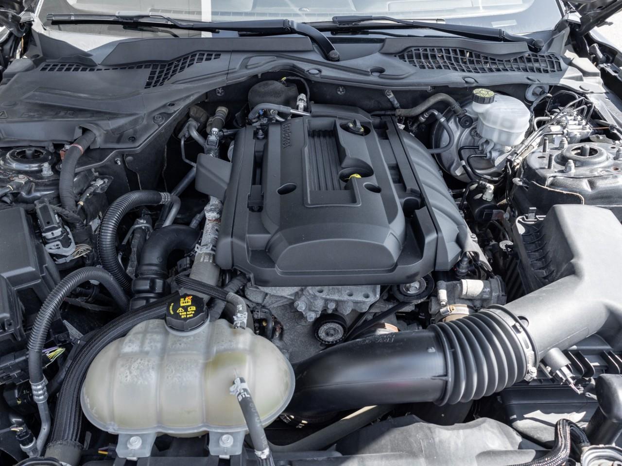 2019 Ford Mustang  Photo