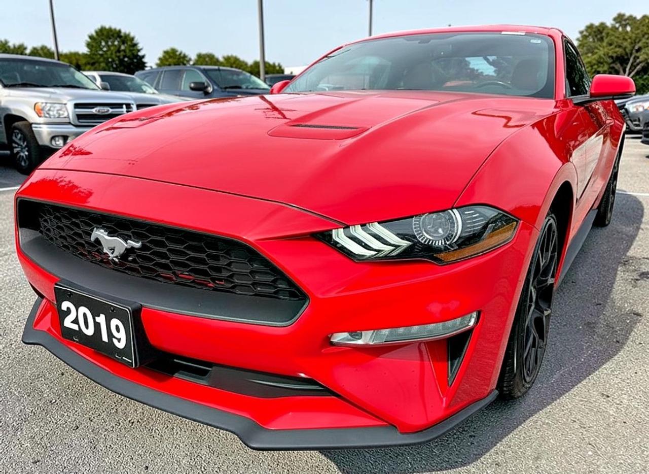 2019 Ford Mustang EcoBoost Premium Fastback Photo